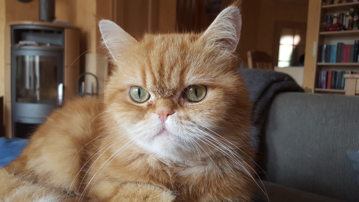 Frodo der kleine Genießer